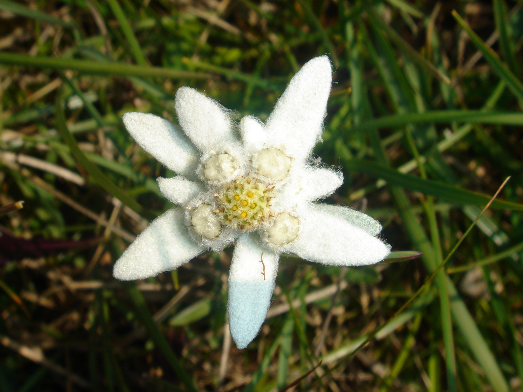 edelweiss (2)