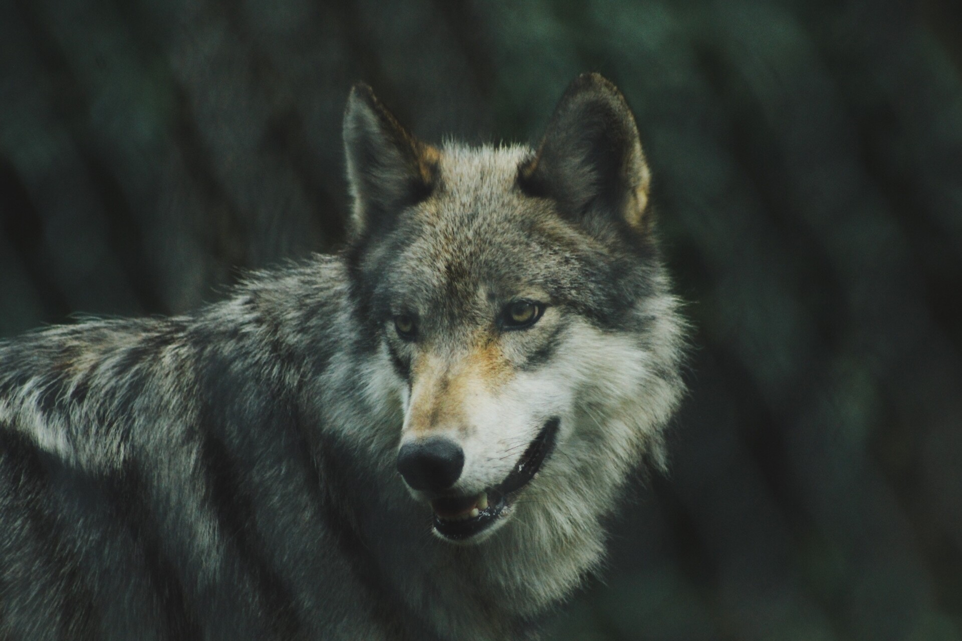 Loups du Vercors