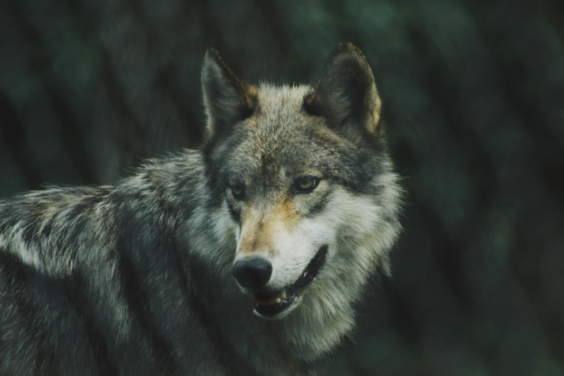 Loups du Vercors