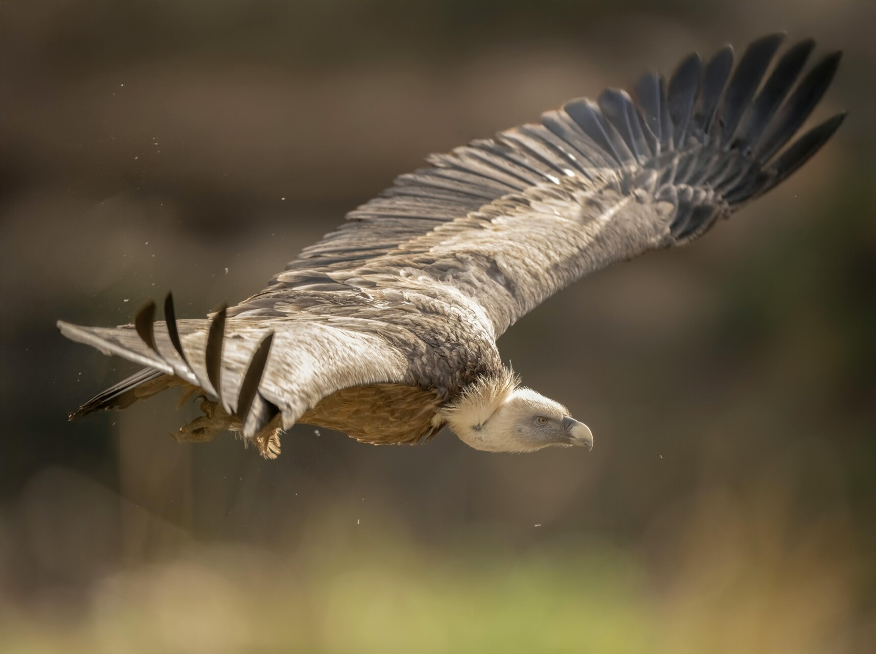 Observer les vautours dans le Vercors Carnet de spots